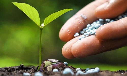 5. reanjoy Fertilizer & Soil